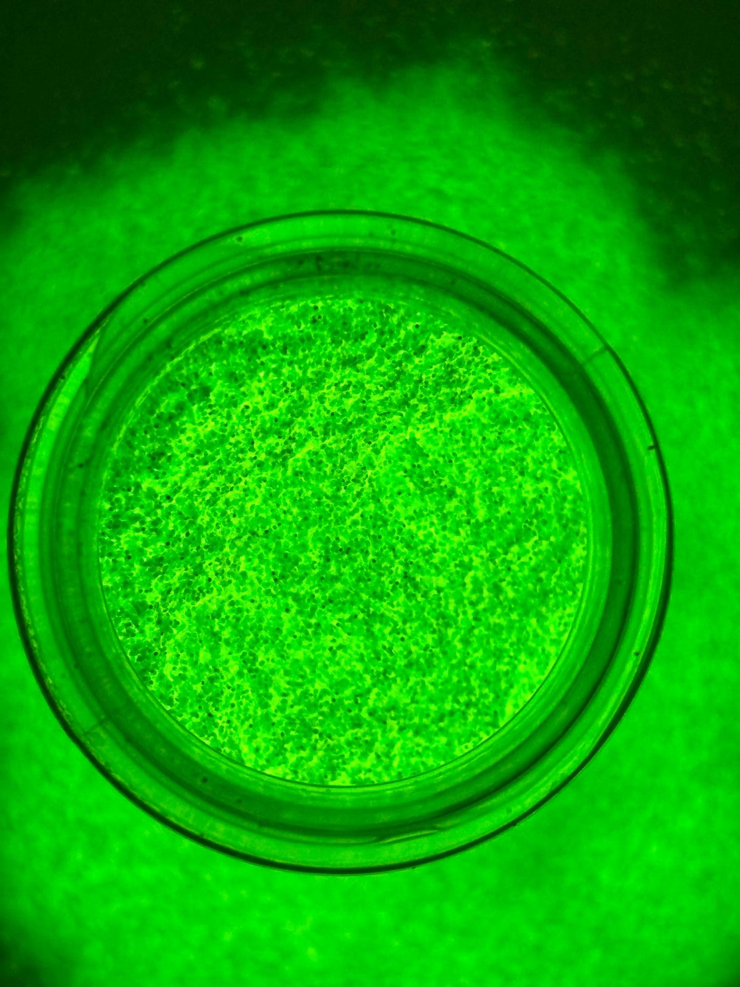 Dew Drop